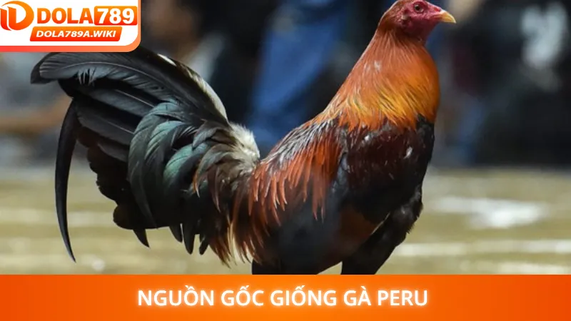 Nguồn gốc giống gà Peru