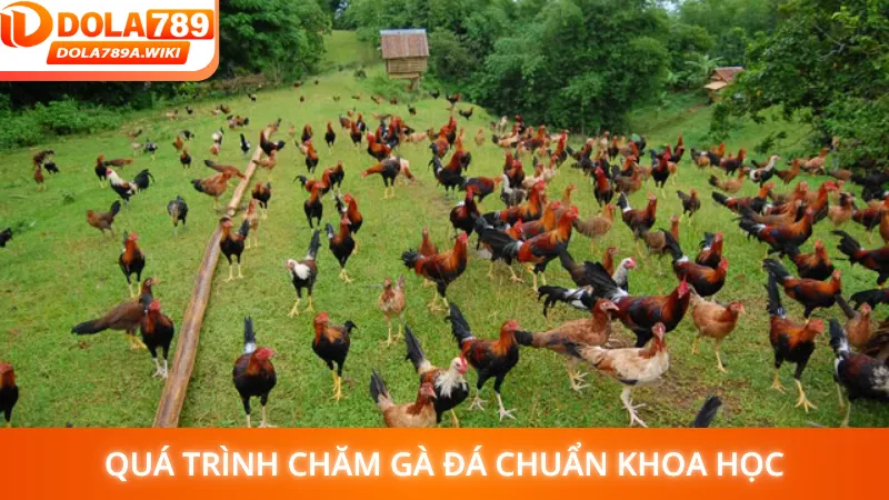 Quá trình chăm gà đá chuẩn khoa học