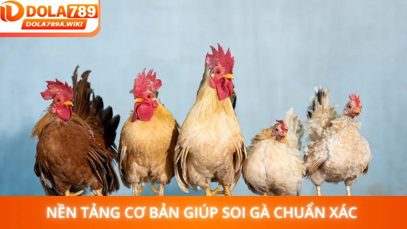Nền tảng cơ bản giúp soi gà chuẩn xác