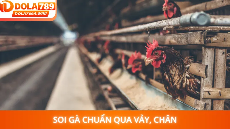 Soi gà chuẩn qua vảy, chân