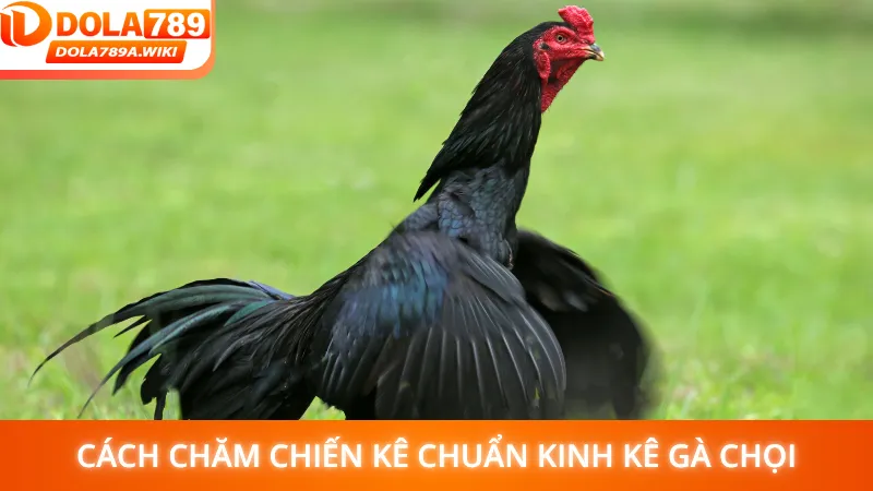 Cách chăm chiến kê chuẩn kinh kê gà chọi