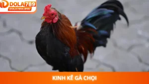 Kinh Kê Gà Chọi