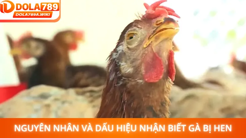 Nguyên nhân và dấu hiệu nhận biết gà bị hen