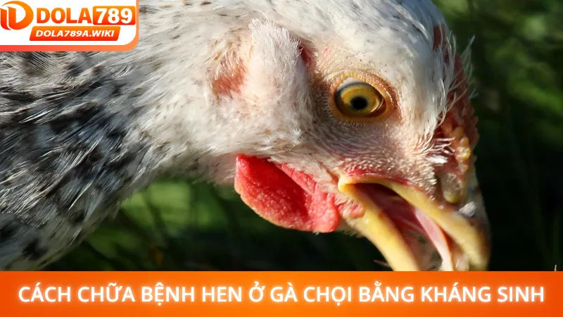Cách chữa bệnh hen ở gà chọi bằng kháng sinh