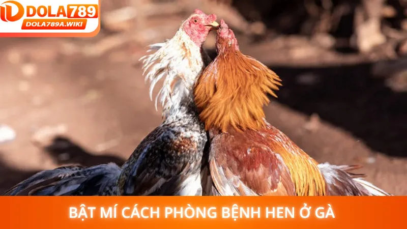 Bật mí cách phòng bệnh hen ở gà