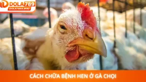 Cách Chữa Bệnh Hen ở Gà Chọi