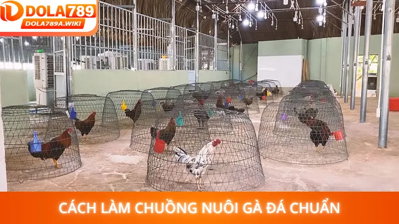 Cách làm chuồng nuôi gà đá chuẩn đảm bảo cho sự phát triển