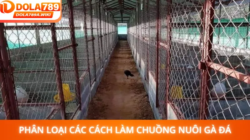 Phân loại các cách làm chuồng nuôi gà đá thường thấy