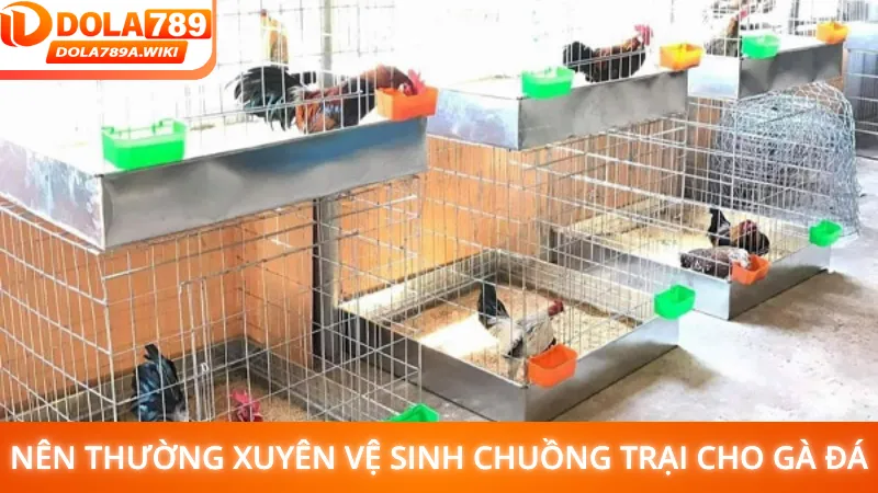 Nên thường xuyên vệ sinh chuồng trại cho gà đá