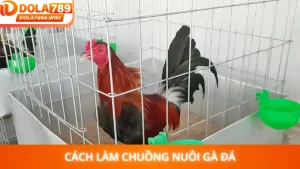Cách Làm Chuồng Nuôi Gà Đá