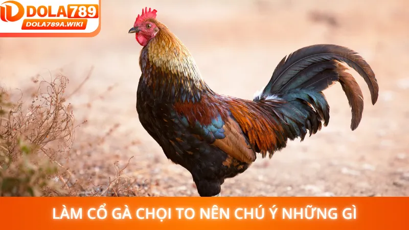 Làm cổ gà chọi to nên chú ý những gì