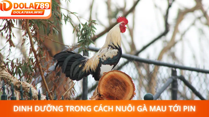 Dinh dưỡng trong cách nuôi gà mau tới pin