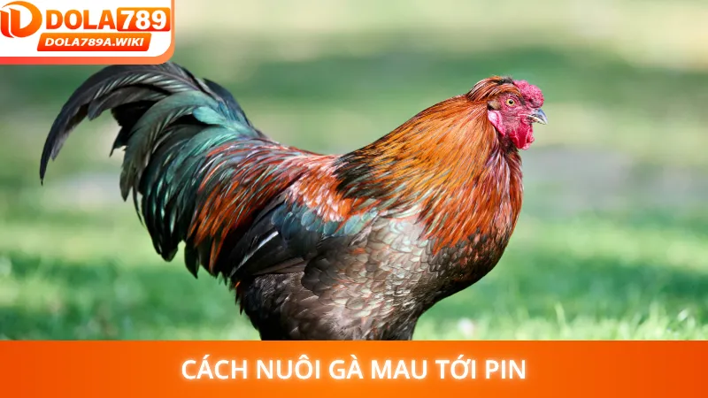 Cách Nuôi Gà Mau Tới Pin