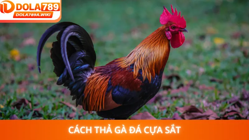 Cách Thả Gà Đá Cựa Sắt