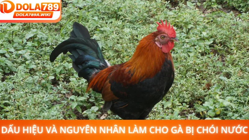 Dấu hiệu và nguyên nhân làm cho gà bị chói nước