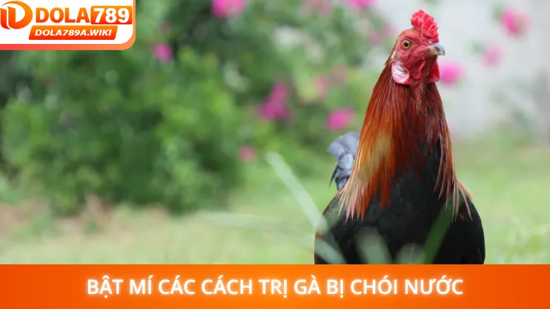 Bật mí các cách trị gà bị chói nước