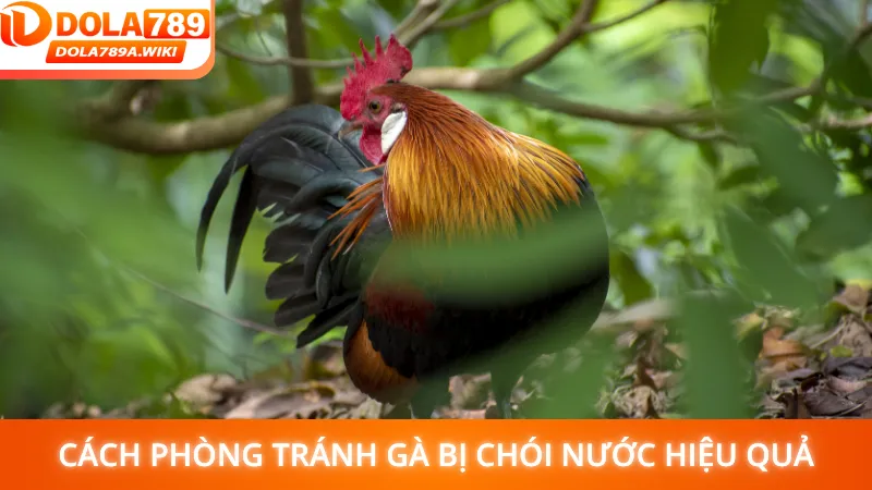 Cách phòng tránh gà bị chói nước hiệu quả