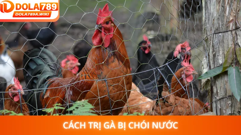 Cách Trị Gà Bị Chói Nước