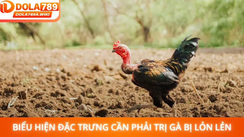 Các biểu hiện đặc trưng khi cần áp dụng cách trị gà bị lỏn lẻn