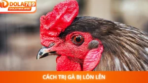 Cách Trị Gà Bị Lỏn Lẻn