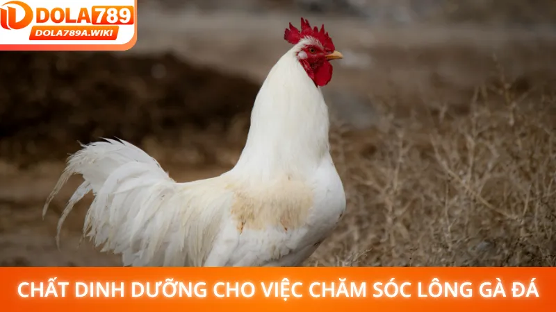 Các chất dinh dưỡng thiết yếu cho việc chăm sóc lông gà đá