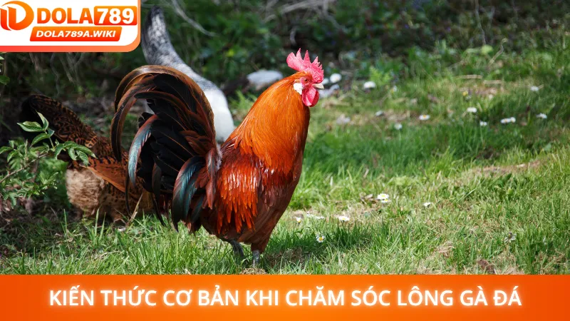 Kiến thức cơ bản khi chăm sóc lông gà đá