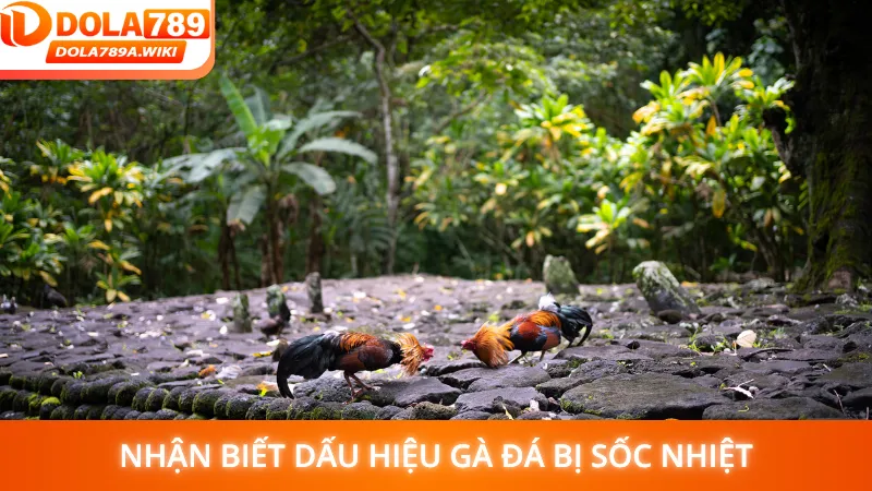 Nhận biết dấu hiệu gà đá bị sốc nhiệt sớm giúp chiến kê mau phục hồi