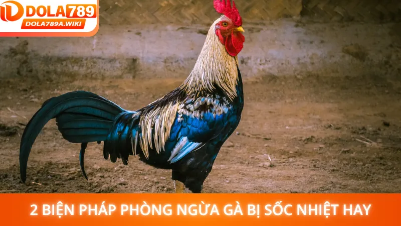 2 biện pháp phòng ngừa gà bị sốc nhiệt hay