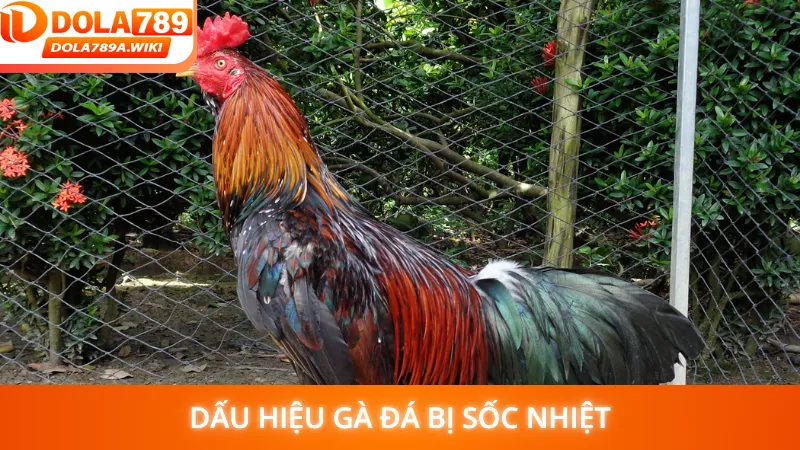 Dấu hiệu gà đá bị sốc nhiệt
