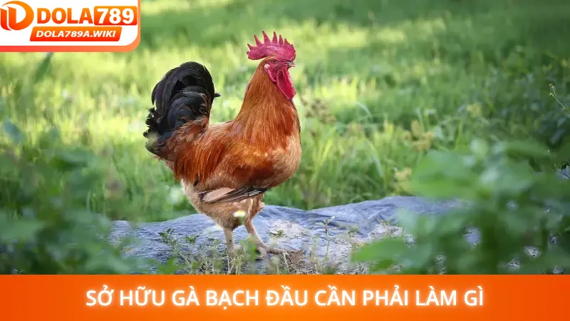 Sở hữu gà bạch đầu cần phải làm gì