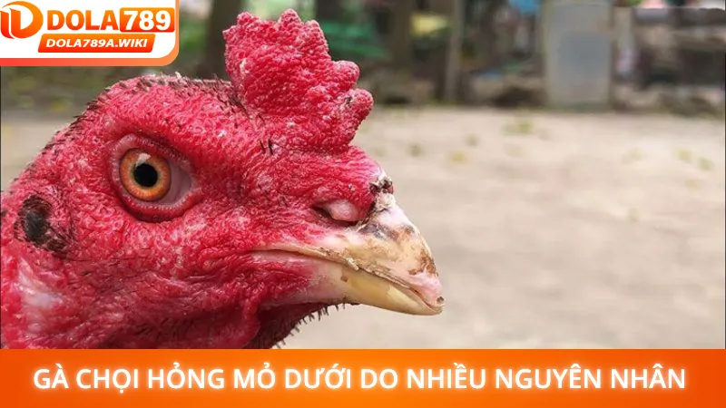 Gà chọi hỏng mỏ dưới do nhiều nguyên nhân gây ra