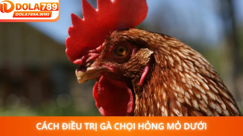 Cách điều trị gà chọi hỏng mỏ dưới