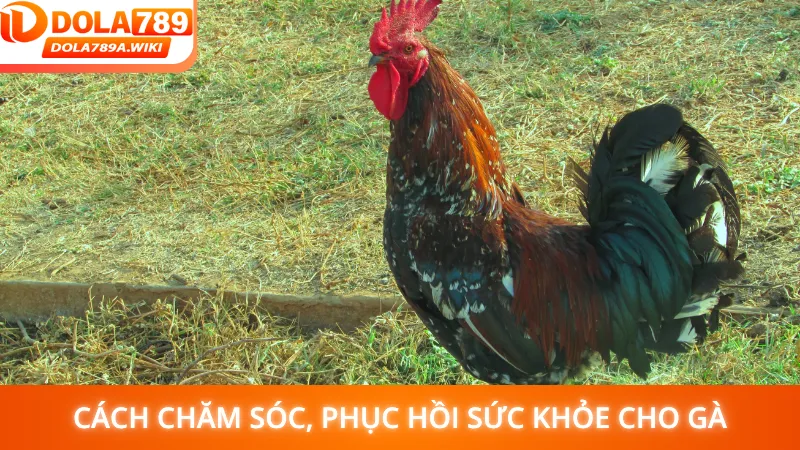 Cách chăm sóc, phục hồi sức khỏe cho gà