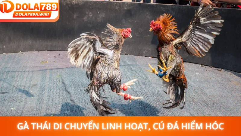 Gà Thái di chuyển linh hoạt, cú đá hiểm hóc