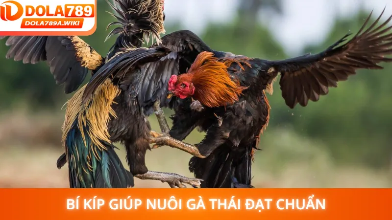 Bí kíp giúp nuôi gà Thái đạt chuẩn