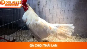 Gà Chọi Thái Lan