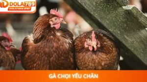 Gà Chọi Yếu Chân