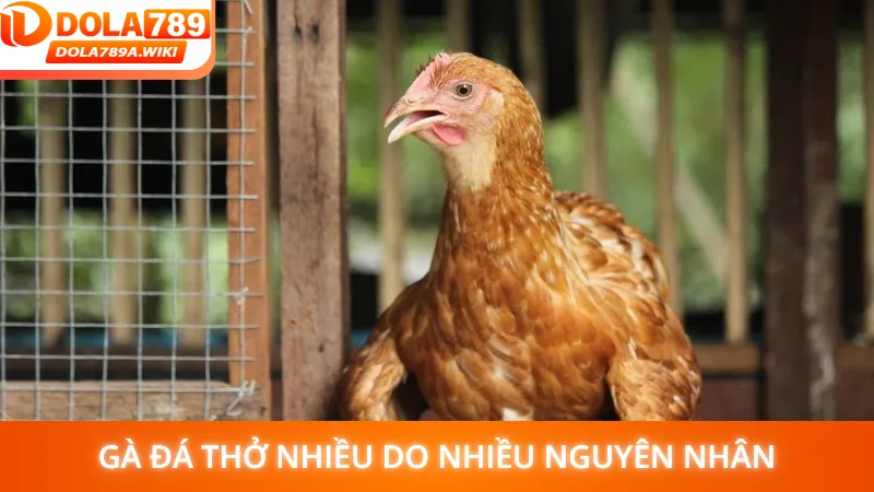 Gà đá thở nhiều do nhiều nguyên nhân