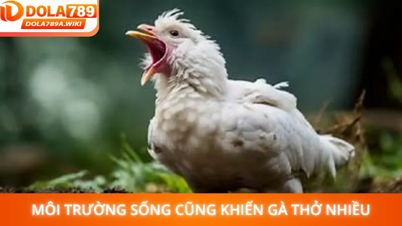 Môi trường sống không đảm bảo cũng khiến gà thở nhiều