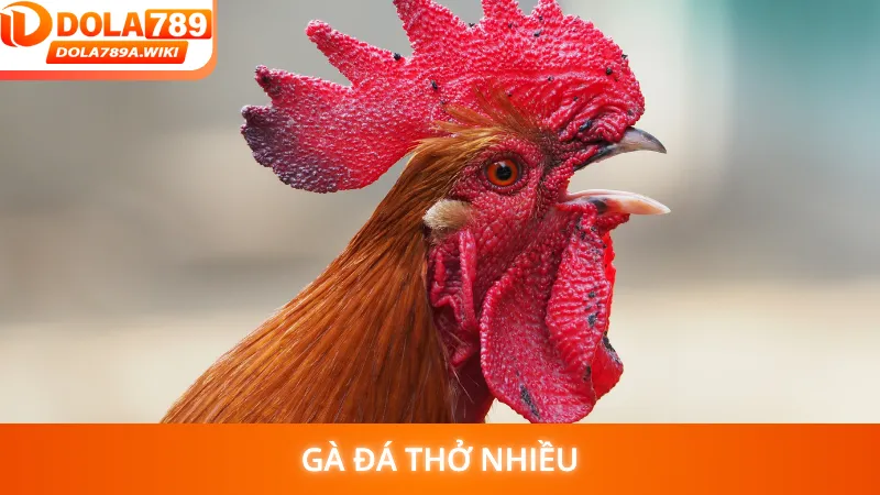 Gà đá thở nhiều