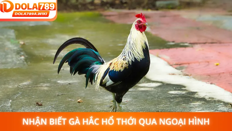 Nhận biết Gà Hắc Hổ Thới qua ngoại hình