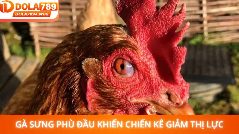 Gà sưng phù đầu khiến chiến kê giảm thị lực