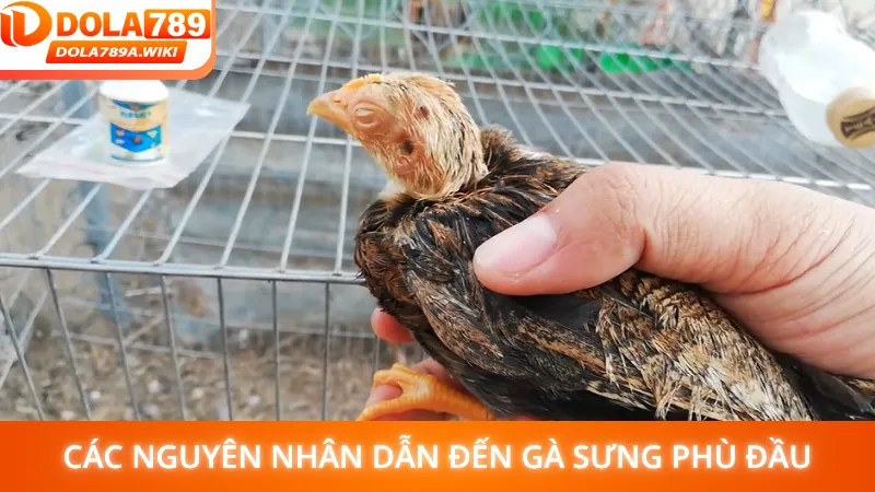 Các nguyên nhân dẫn đến gà sưng phù đầu