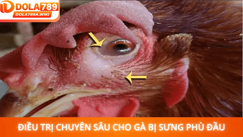 Phương pháp điều trị chuyên sâu cho gà bị sưng phù đầu