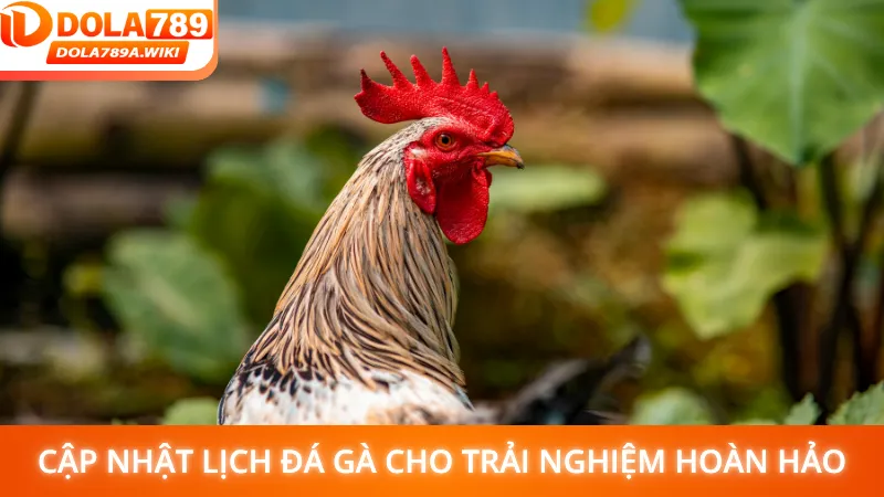Cập nhật lịch đá gà cho trải nghiệm hoàn hảo