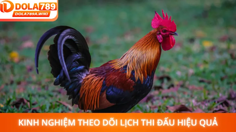 Kinh nghiệm theo dõi lịch thi đấu hiệu quả