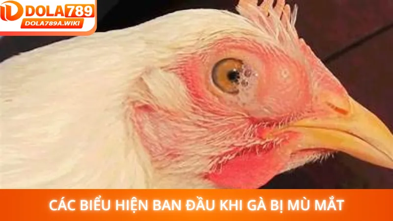 Các biểu hiện ban đầu khi gà bị mù mắt