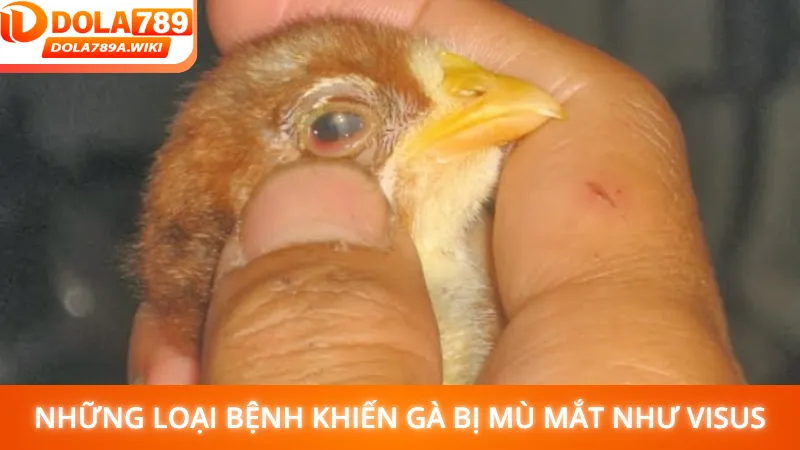 Những loại bệnh khiến gà bị mù mắt như visus, ký sinh trùng