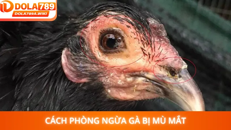 Cách phòng ngừa những loại bệnh khiến gà bị mù mắt