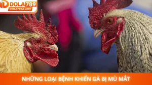 Những Loại Bệnh Khiến Gà Bị Mù Mắt